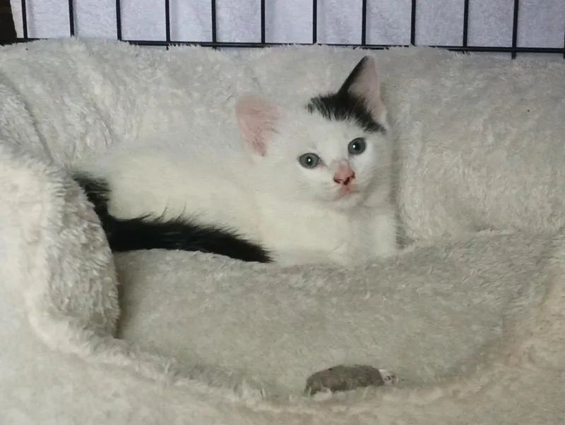 A baby medium-sized female Domestic Short Hair cat named Dot for adoption in San Antonio, TX