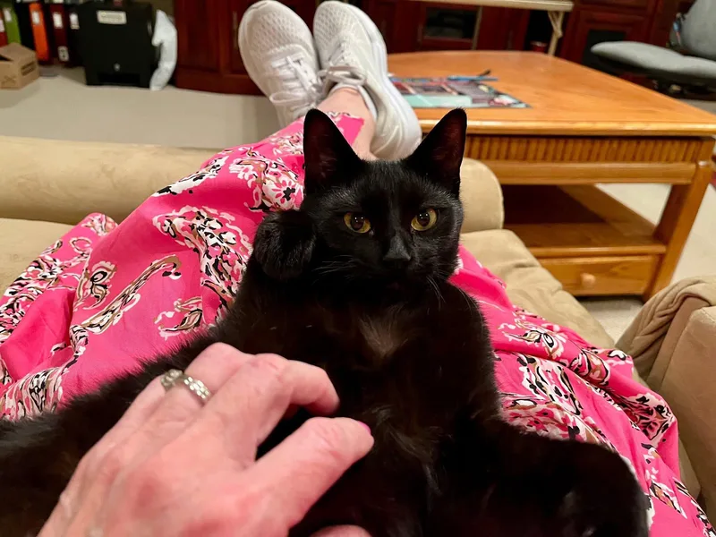 A young medium-sized female Black Domestic Short Hair cat named Sophia for adoption in Maryville, TN