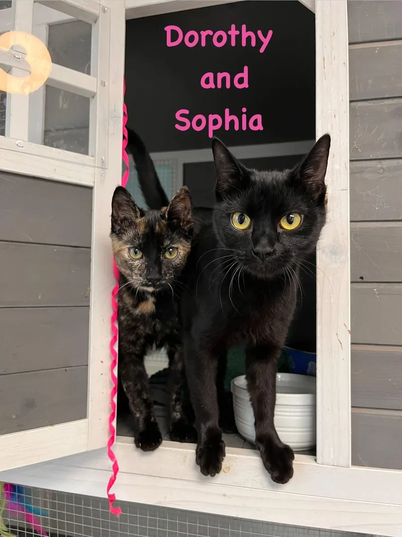 Sophia thumbnail 3