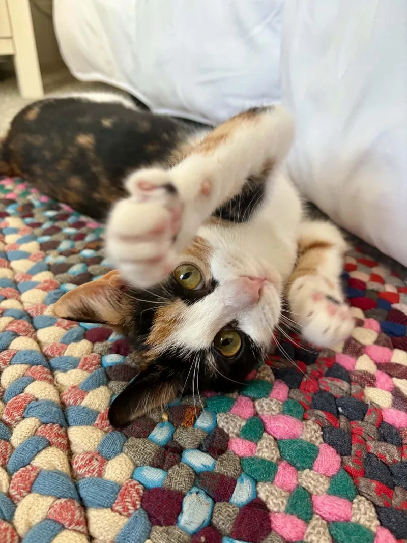 A baby medium-sized female Domestic Short Hair cat named Toph for adoption in Raeford, NC