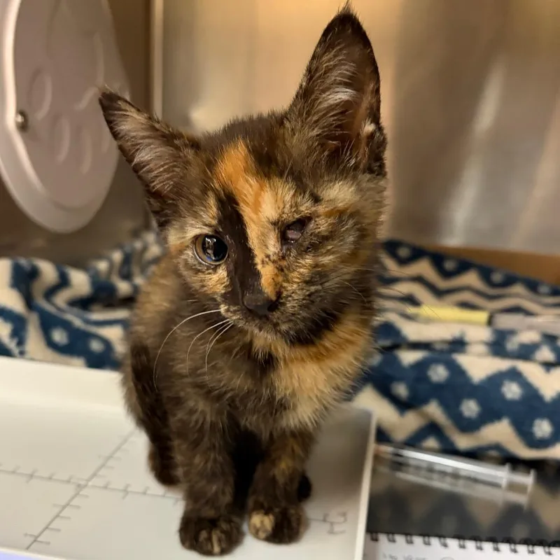 A baby small-sized female Black Domestic Short Hair cat named Edith for adoption in Newark, NJ
