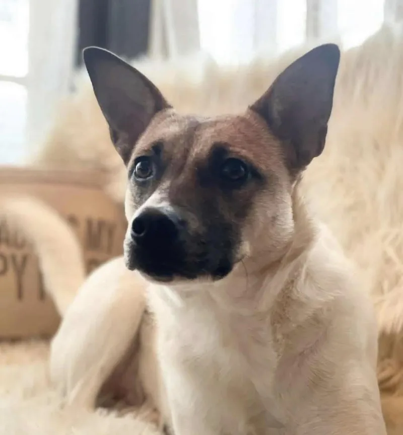 An adult medium-sized female White / Cream Cattle Dog named Dove for adoption in Billings, MT