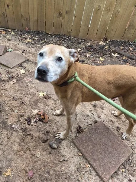 A senior medium-sized male Labrador Retriever dog named Pen for adoption in Lawrenceville, GA