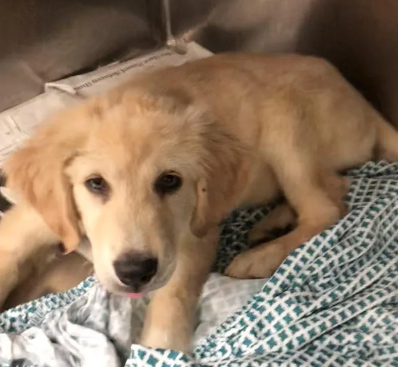 A baby large-sized male Golden Great Pyrenees dog named Max for adoption in Parma, OH