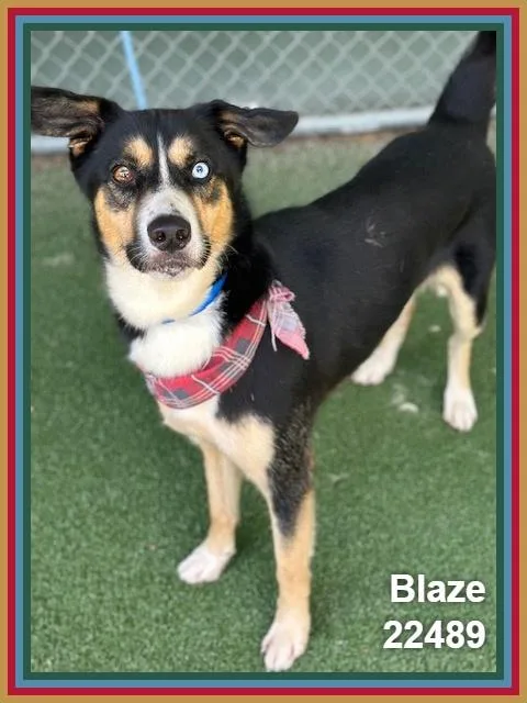 Blaze thumbnail 3