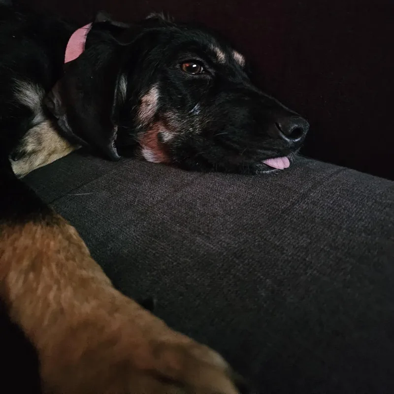 A young medium-sized female Black Mixed Breed dog named Tansy for adoption in Buffalo, MN