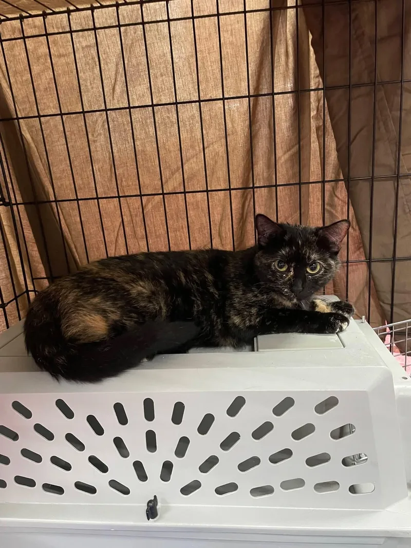 An adult medium-sized female Domestic Short Hair cat named Cleo for adoption in Mexico, MO