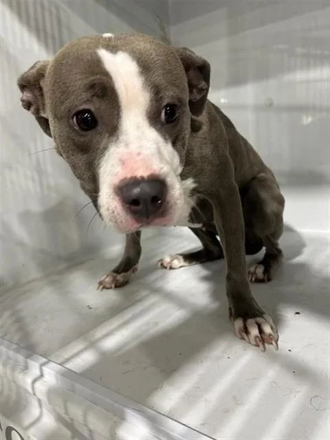 An adult medium-sized female Pit Bull Terrier dog named A for adoption in Houston, TX