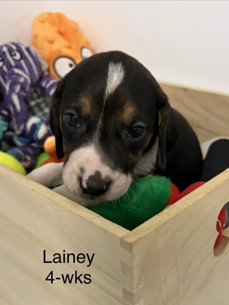 Lainey thumbnail 4