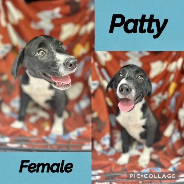 A baby medium-sized female Labrador Retriever dog named Patty for adoption in Manchester, CT
