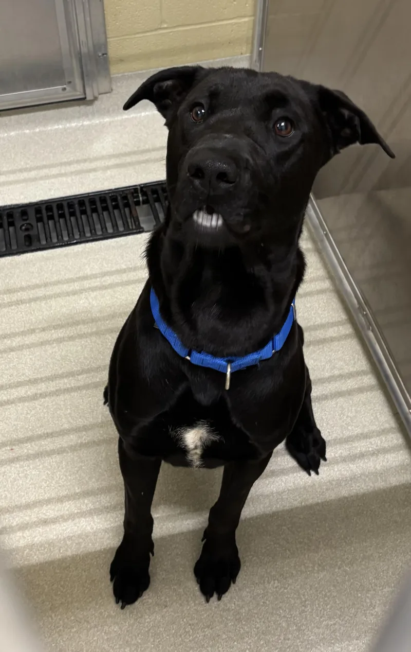 A young large-sized male Black Labrador Retriever dog named Rozz for adoption in Ashland, OH