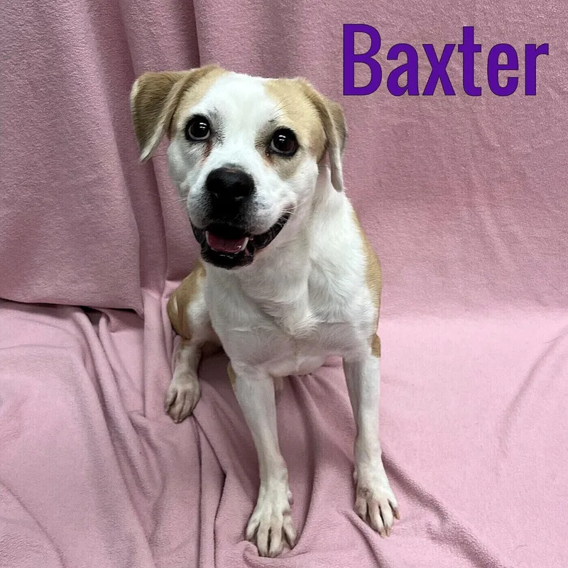 Baxter