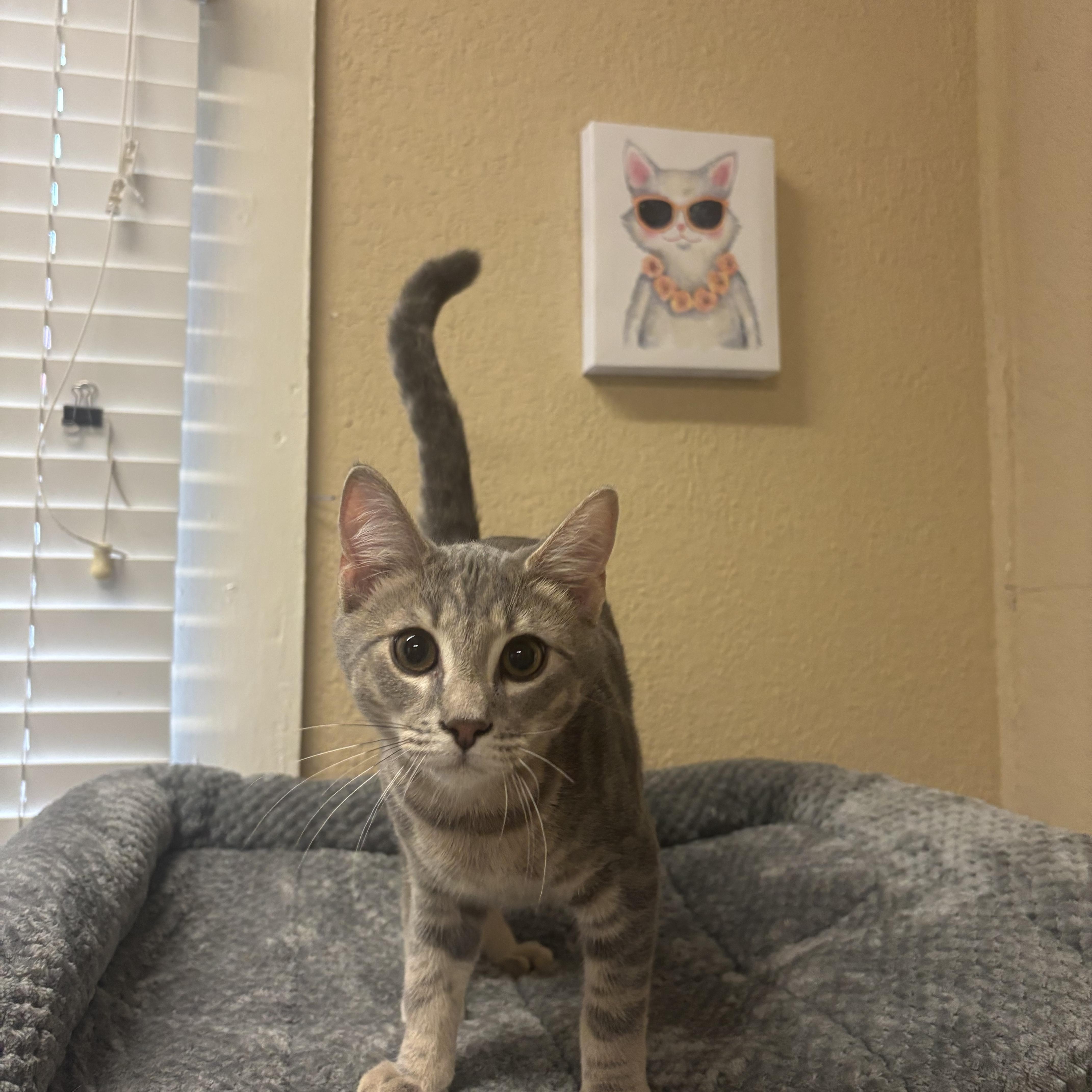 A baby small-sized male Tabby (Gray / Blue / Silver) Domestic Short Hair cat named Wasabi for adoption in Statesboro, GA
