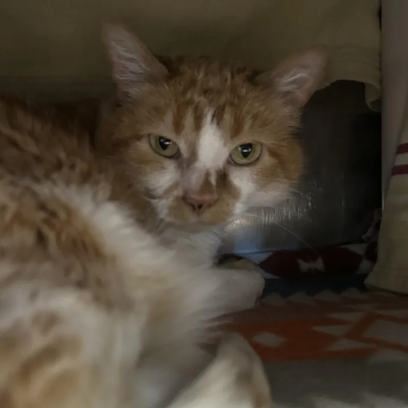 An adult large-sized female Orange / Red Domestic Short Hair cat named Gatangella for adoption in Austin, TX
