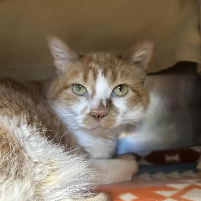 Gatangella thumbnail 2