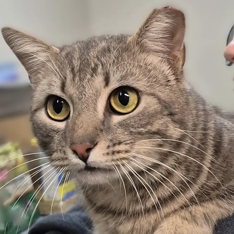 Monet ~~ Visit Me thumbnail 4