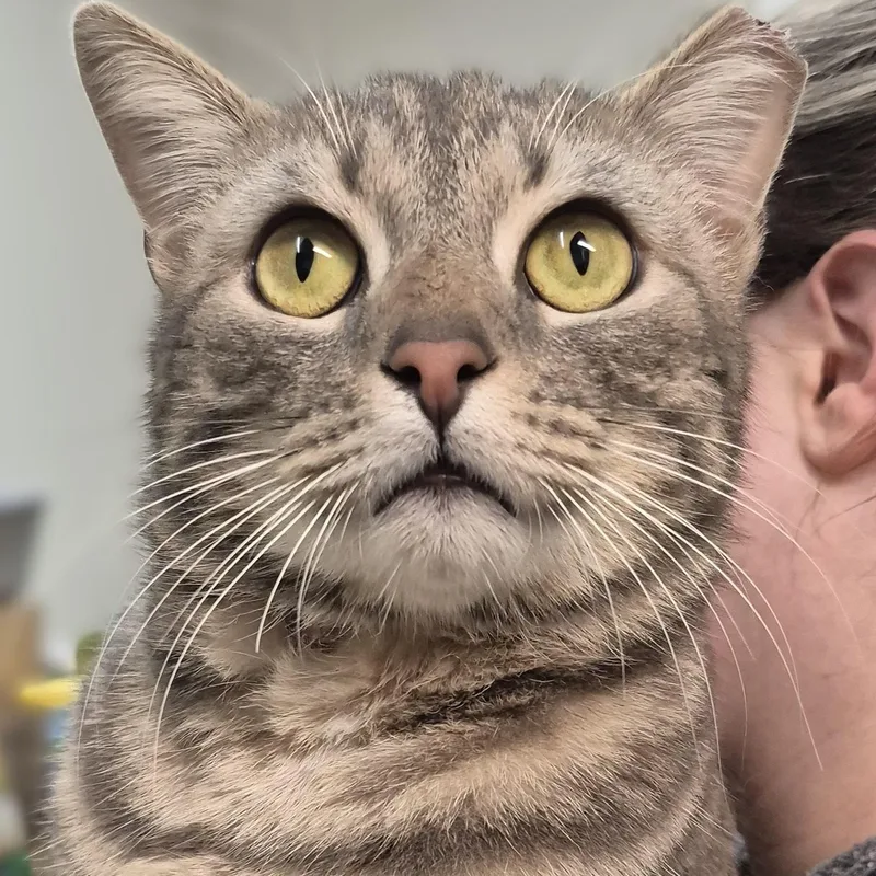 Monet ~~ Visit Me thumbnail 5