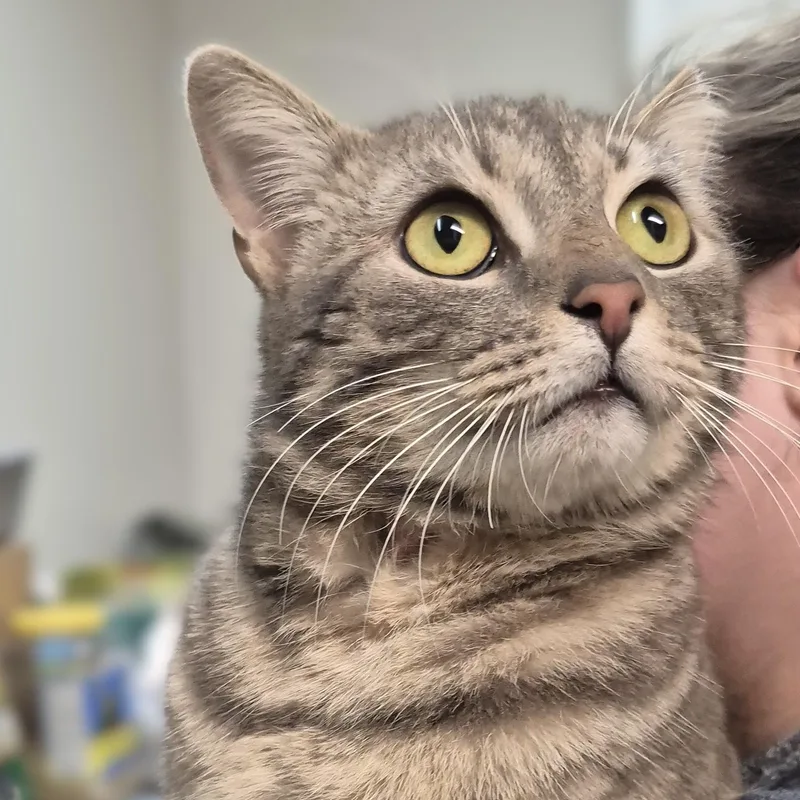 Monet ~~ Visit Me thumbnail 6