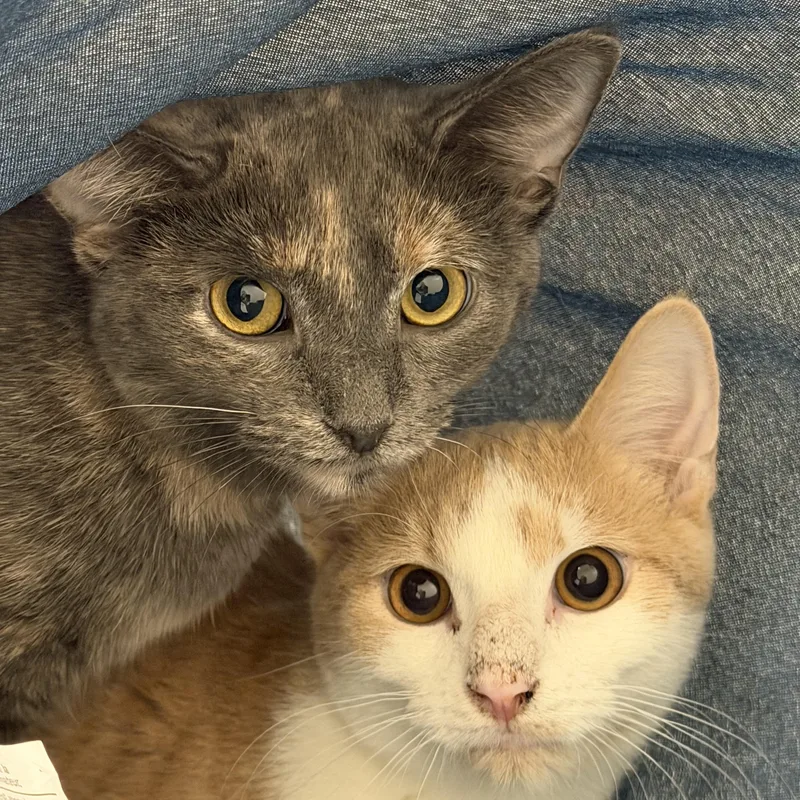 Sweetart thumbnail 2