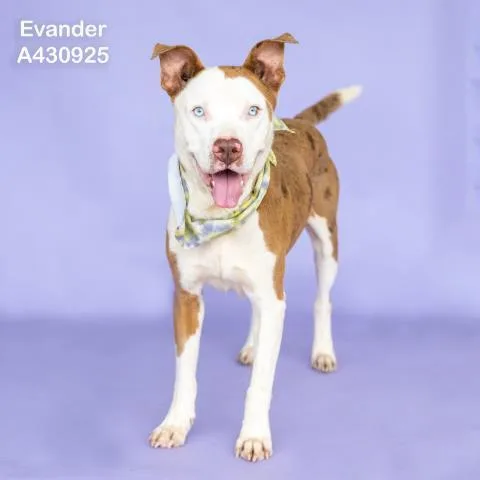 An adult medium-sized male Pit Bull Terrier dog named Evander for adoption in Conroe, TX