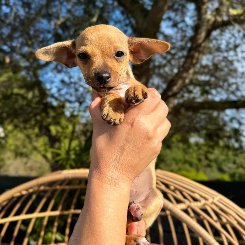 A baby small-sized male Golden Chihuahua dog named Finn for adoption in San Diego, CA