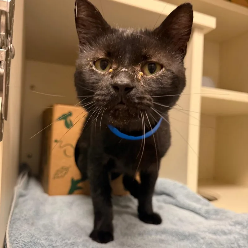 An adult large-sized male Domestic Short Hair cat named Chucky for adoption in Fairport, NY