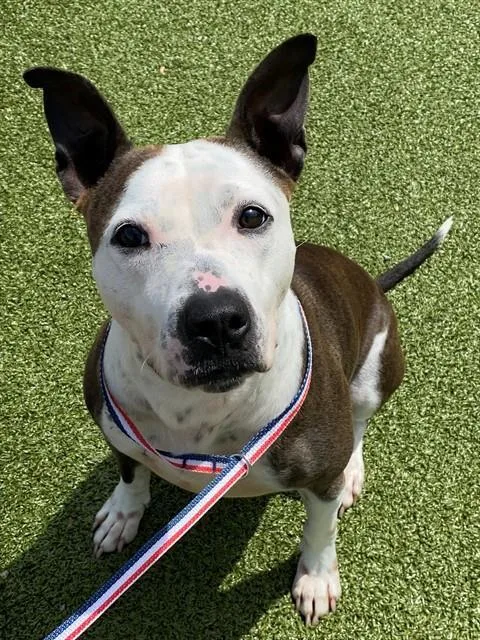 An adult medium-sized female Pit Bull Terrier dog named Sanai for adoption in Fayetteville, NC