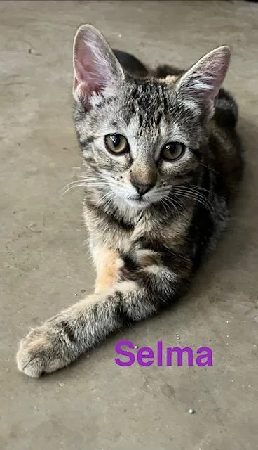 A baby medium-sized female Domestic Short Hair cat named Selma for adoption in Zimmerman, MN