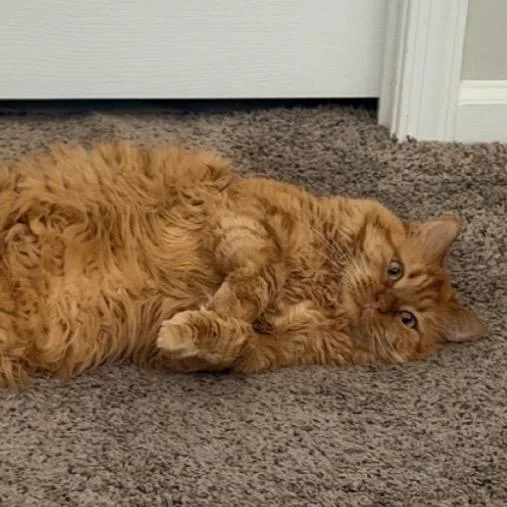 Tonka