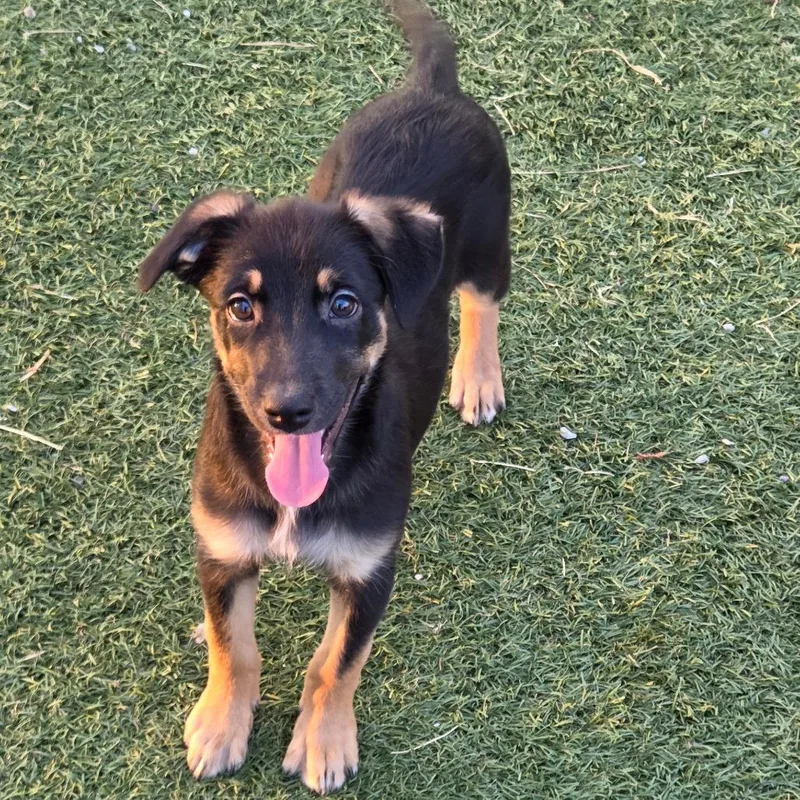 A baby medium-sized female Mixed Breed dog named Alia for adoption in Breese, IL