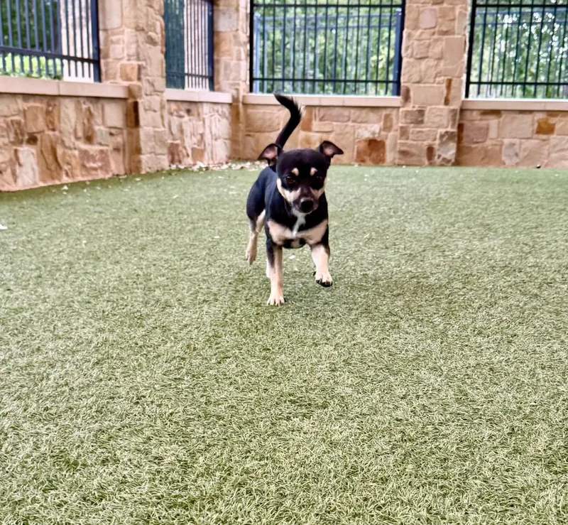 A young small-sized male Chihuahua dog named Torche for adoption in Seguin, TX
