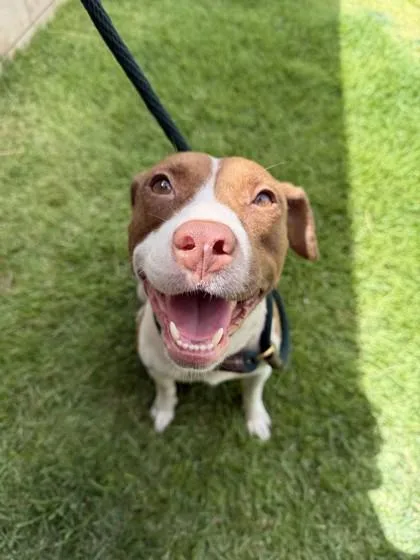 An adult medium-sized female Terrier dog named Sweetie for adoption in Honolulu, HI