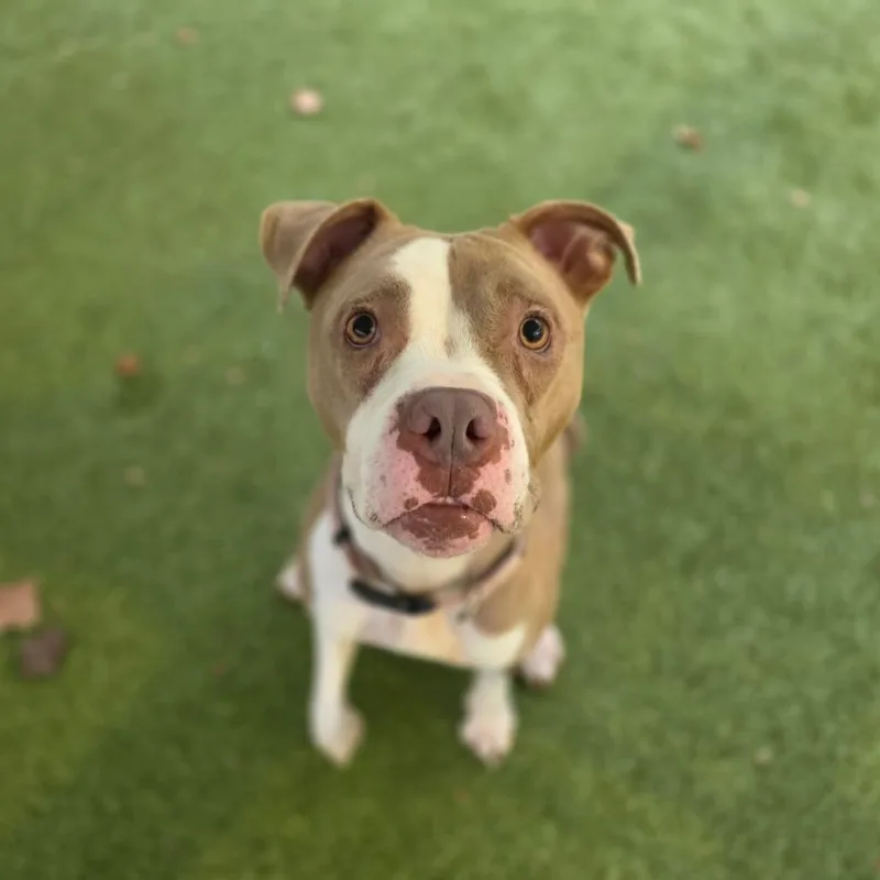 An adult medium-sized female Apricot / Beige Pit Bull Terrier dog named Looney for adoption in Greensboro, NC
