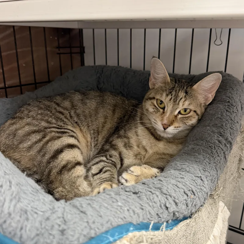 A baby medium-sized female Torbie Domestic Short Hair cat named Mina Riley Fuzzel for adoption in Spring, TX