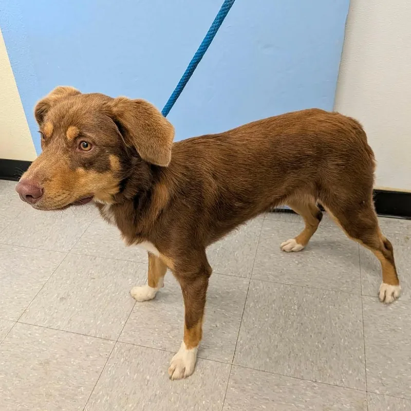 An adult medium-sized male Brown / Chocolate Australian Shepherd dog named Biscuit for adoption in Bastrop, TX