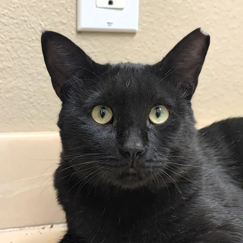 An adult small-sized male Black Domestic Short Hair cat named Toro for adoption in Long Beach, CA