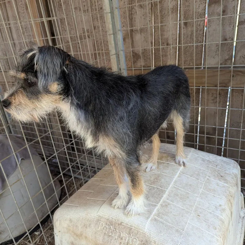An adult small-sized male Black Terrier dog named Wemby for adoption in Boerne, TX