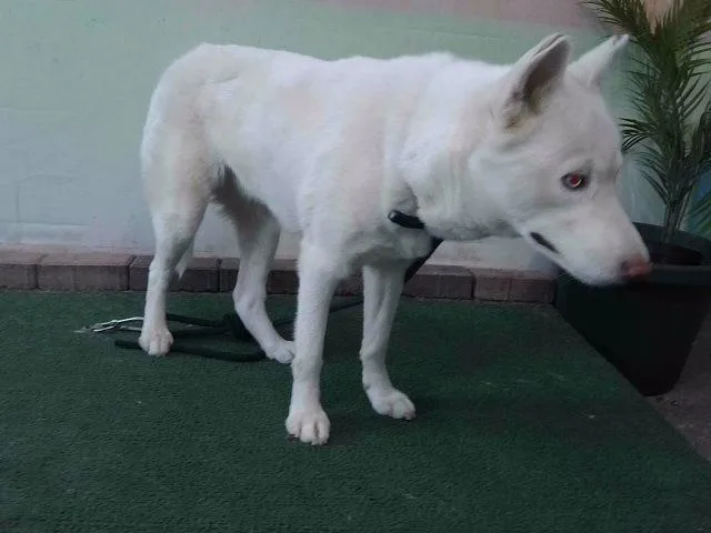 A young medium-sized female Siberian Husky dog named Moro for adoption in Baldwin Park, CA
