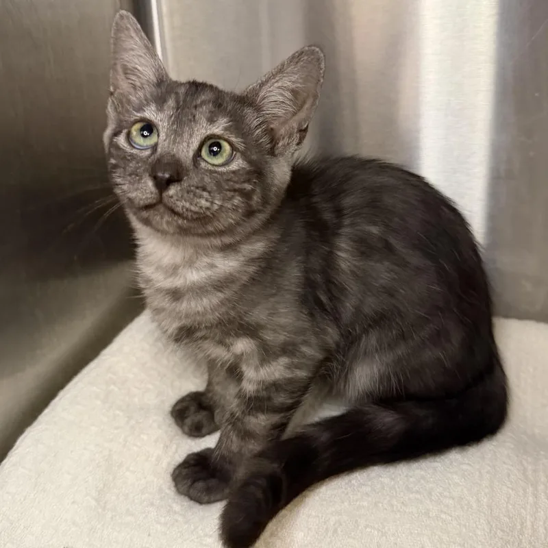 A baby small-sized female Domestic Short Hair cat named Rajah for adoption in Los Angeles, CA