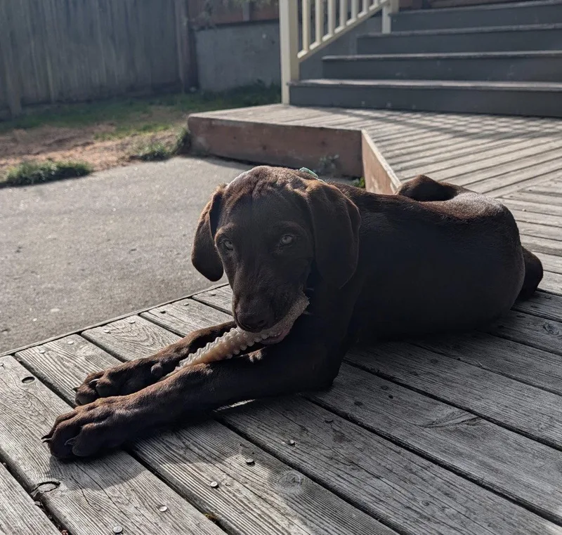A baby extra large-sized male Labrador Retriever dog named Ringo for adoption in Bothell, WA