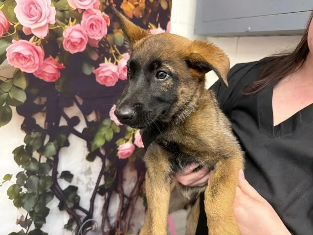 A baby small-sized male Belgian Shepherd / Malinois dog named Steel for adoption in San Bernardino, CA