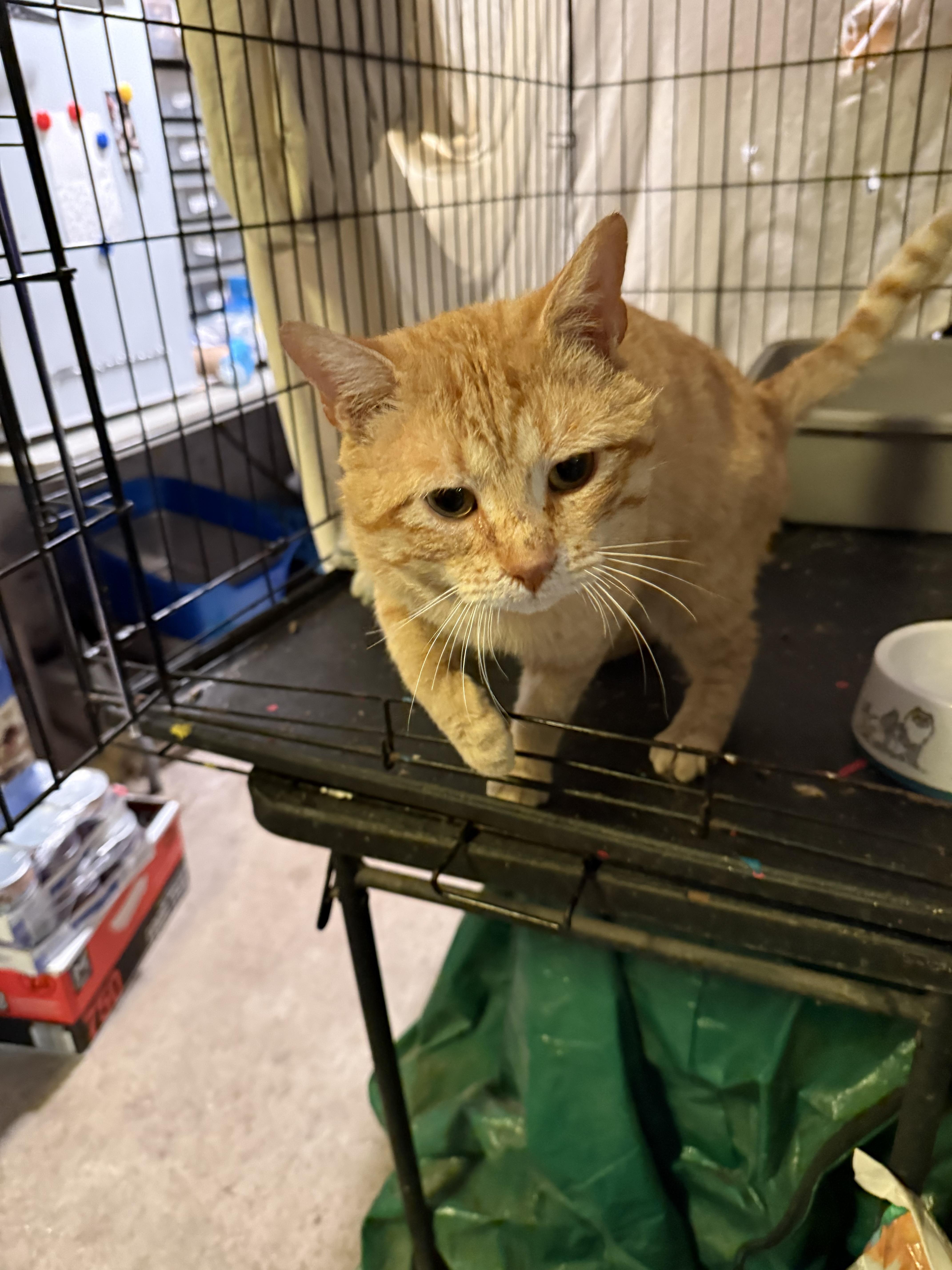 An adult medium-sized male Domestic Short Hair cat named Reid for adoption in Jersey City, NJ
