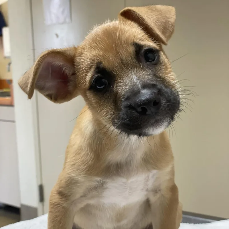 A baby small-sized female Yellow / Tan / Blond / Fawn Terrier dog named Medusa for adoption in Riverside, CA