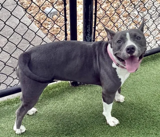 A young medium-sized female American Staffordshire Terrier dog named Mirabel for adoption in Sarasota, FL