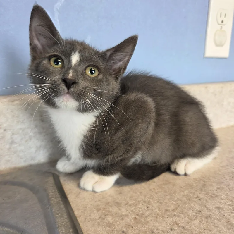 A baby small-sized female Gray & White Domestic Short Hair cat named Naianasha for adoption in Brookings, SD