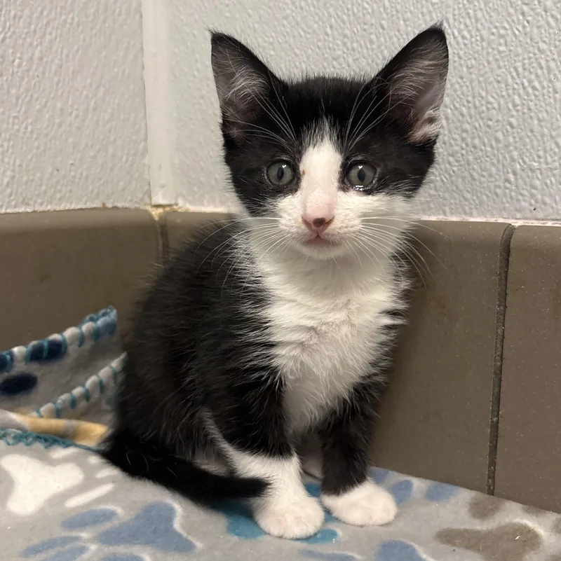A baby small-sized female Tuxedo cat named Milk for adoption in Lathrop, CA