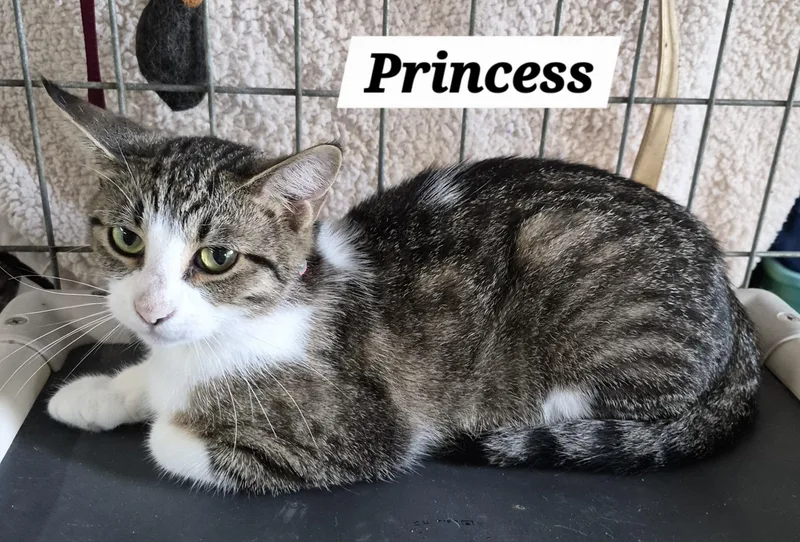 An adult small-sized female Tabby (Gray / Blue / Silver) Domestic Short Hair cat named Princess for adoption in Urbana, OH