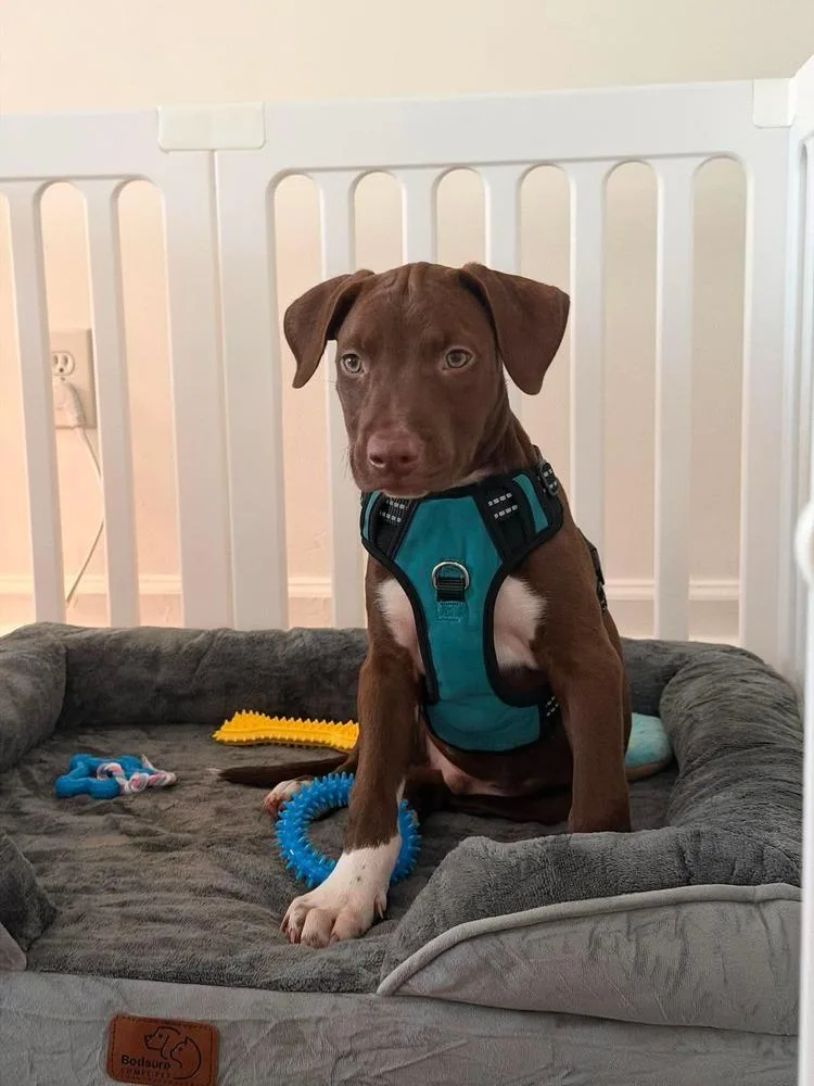 A baby medium-sized male Tricolor (Brown, Black, & White) Labrador Retriever dog named Maui for adoption in Valley Stream, NY