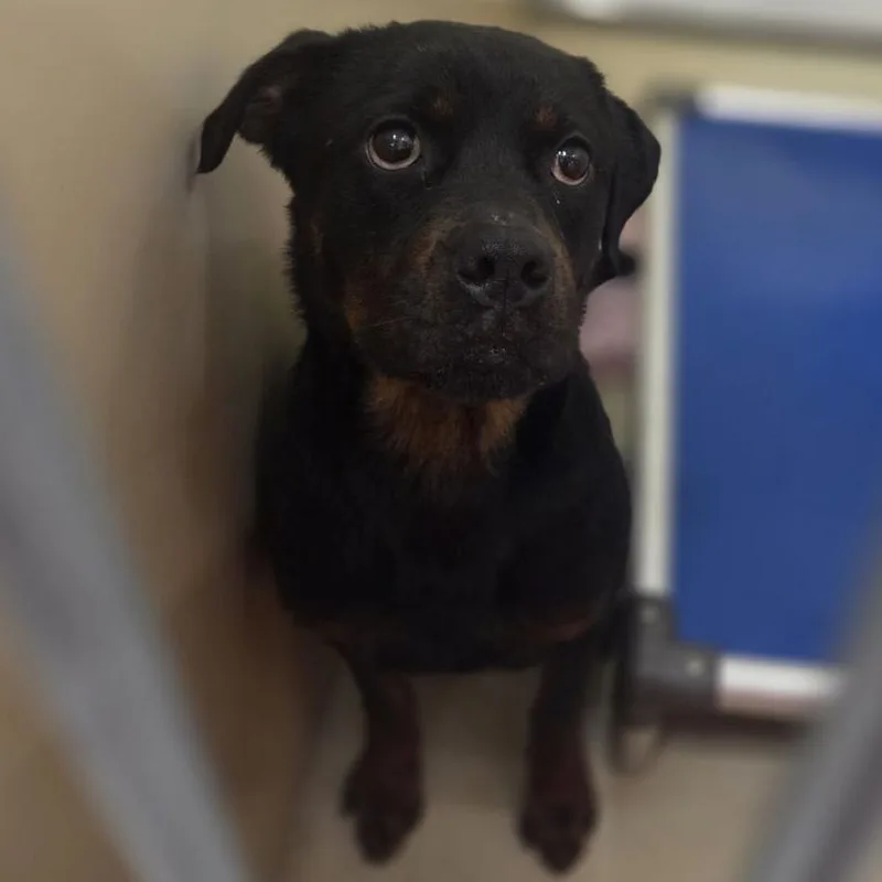 An adult medium-sized female Black Rottweiler dog named Skyler for adoption in Philadelphia, PA