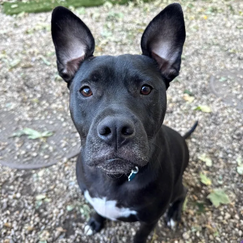 An adult medium-sized female Labrador Retriever dog named Cali for adoption in Medford, NY